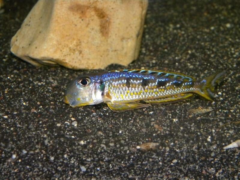 Xenotilapia singularis 'Kekese'